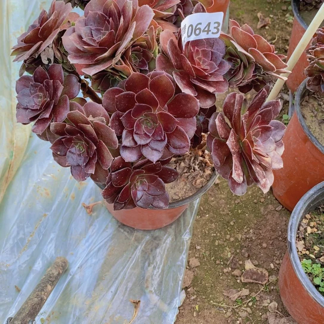 643 号一物一拍多肉植物