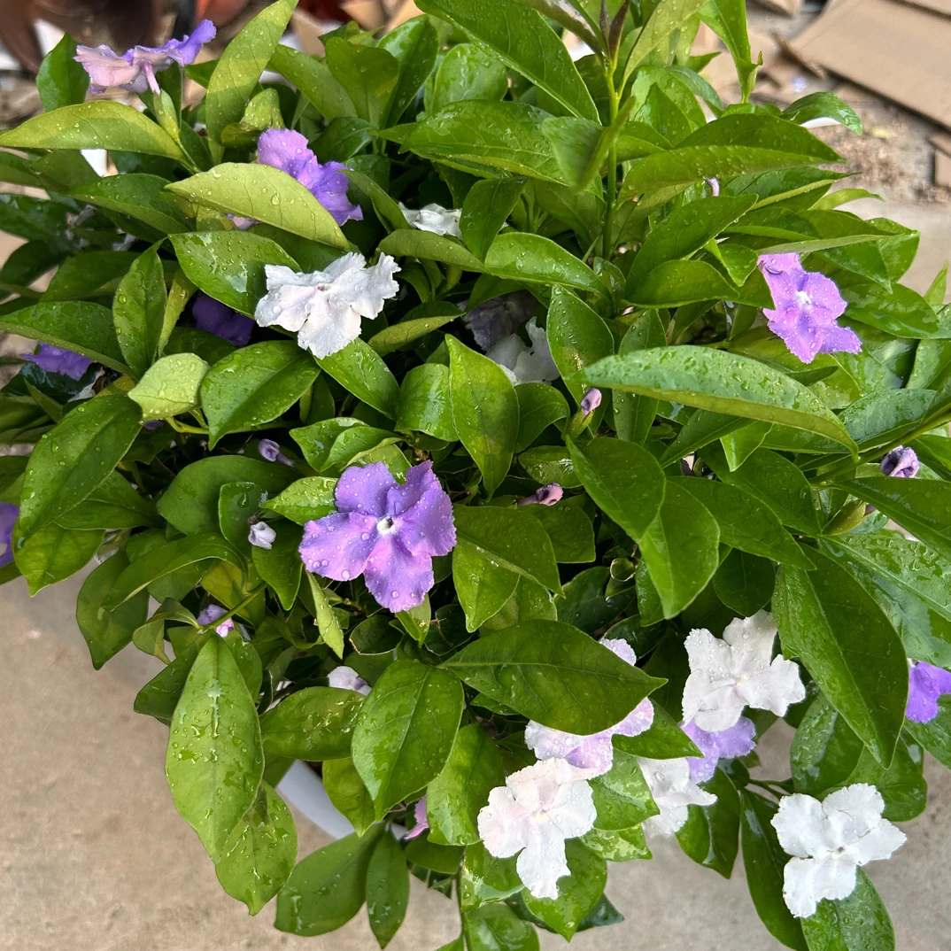双色茉莉(鸳鸯茉莉)四季开花 庭院阳台 客厅花卉盆栽