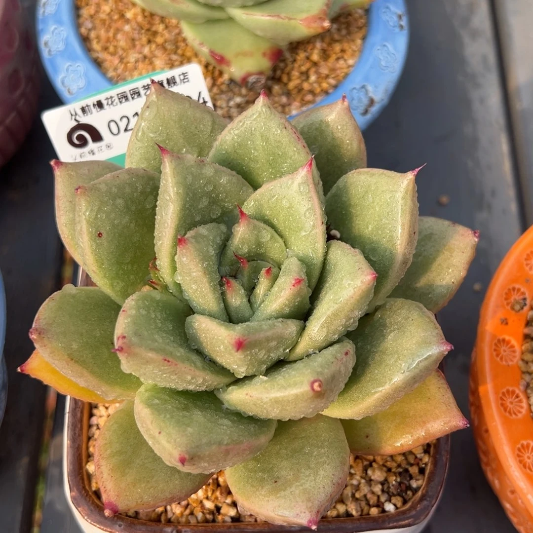 从前慢多肉精选编号0217.204