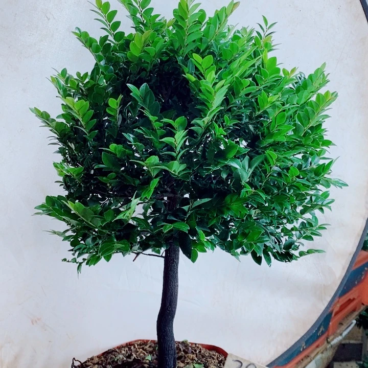 容***易完全开放小叶紫檀296