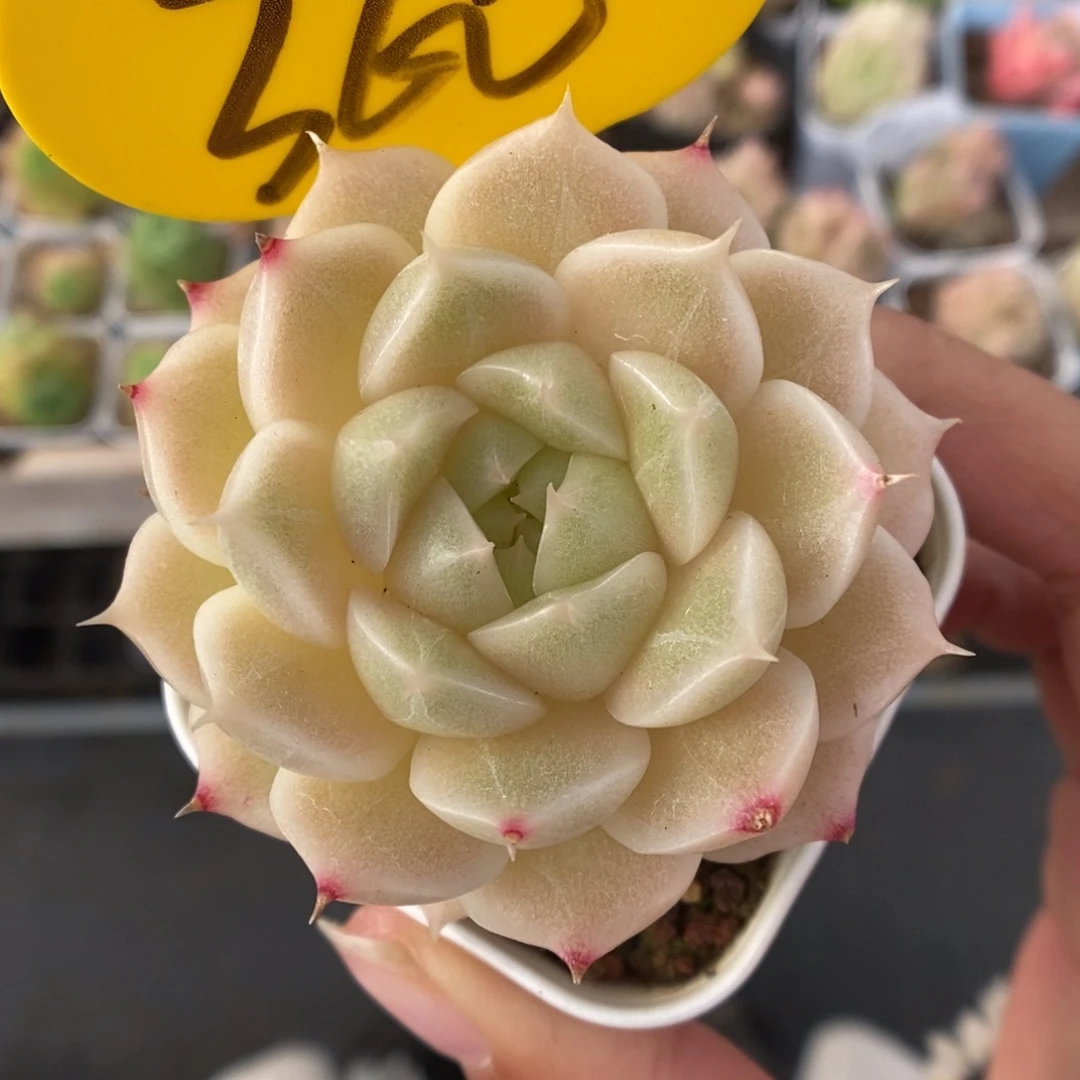 油透麦秆360号。