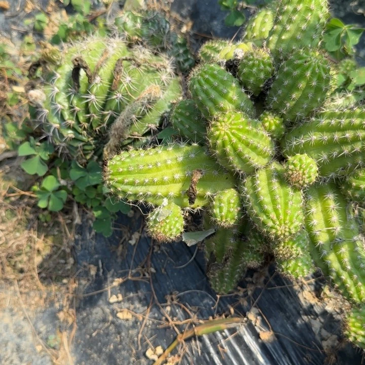 矮胖白檀271群生852