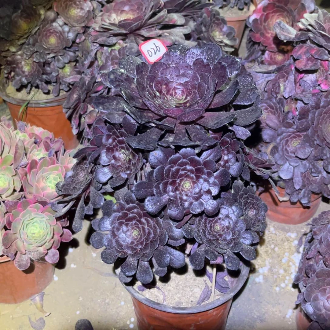 026多肉植物黑铜壶