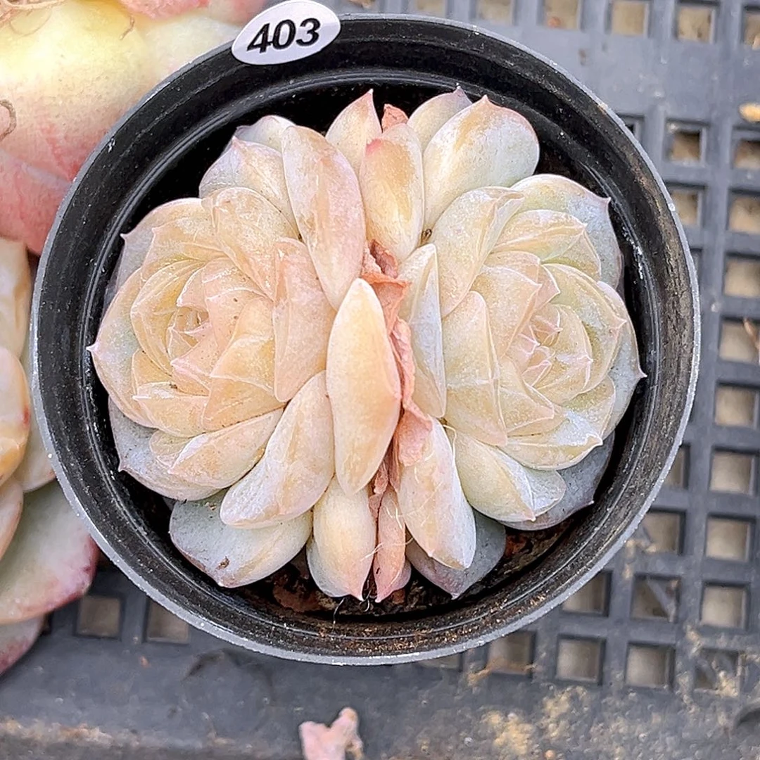 Y***Y403 一物一拍多肉 月宴