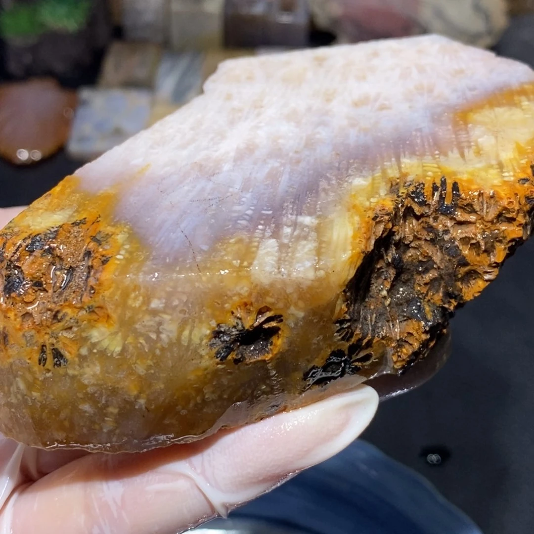 【闪购商品】硅化玉珊瑚玉未镶嵌