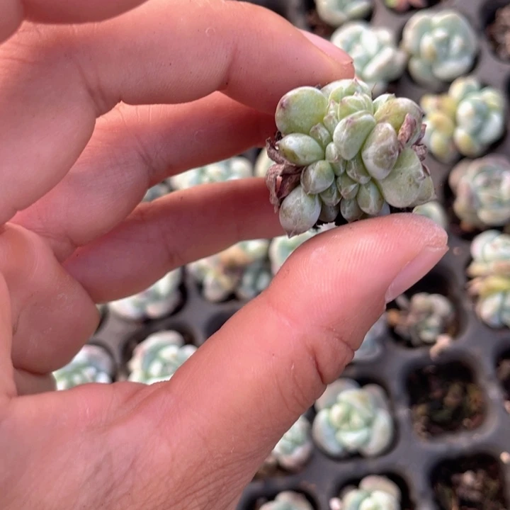 一物一拍缀化星影