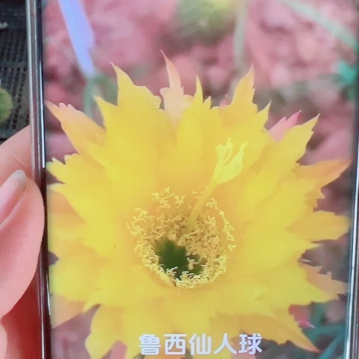 毛花柱TS111侧芽拍一发二