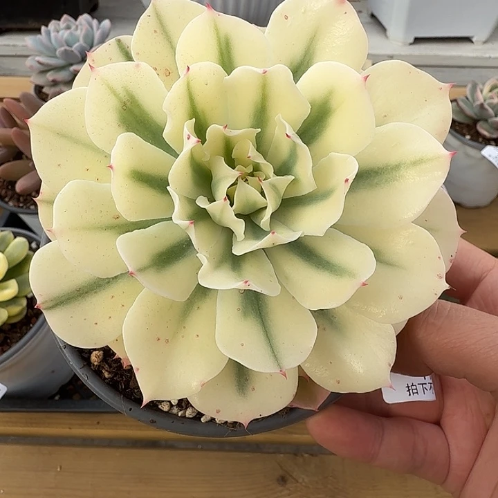 海啸锦1111121-176