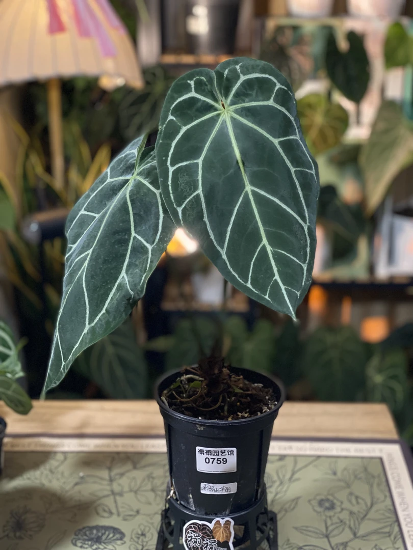 黑水晶华丽花烛0.5青山盆（0759老叶微瑕）