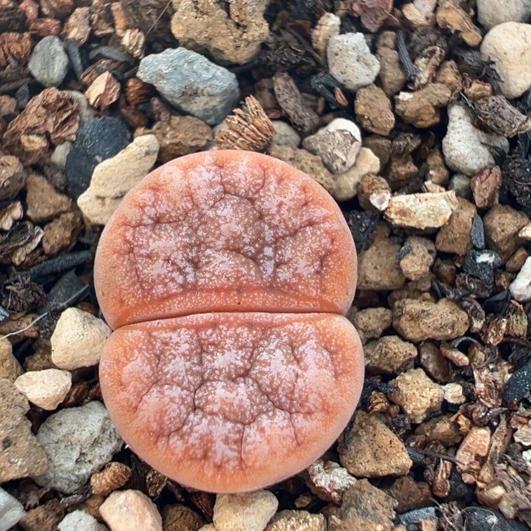 18多肉植物百科植物