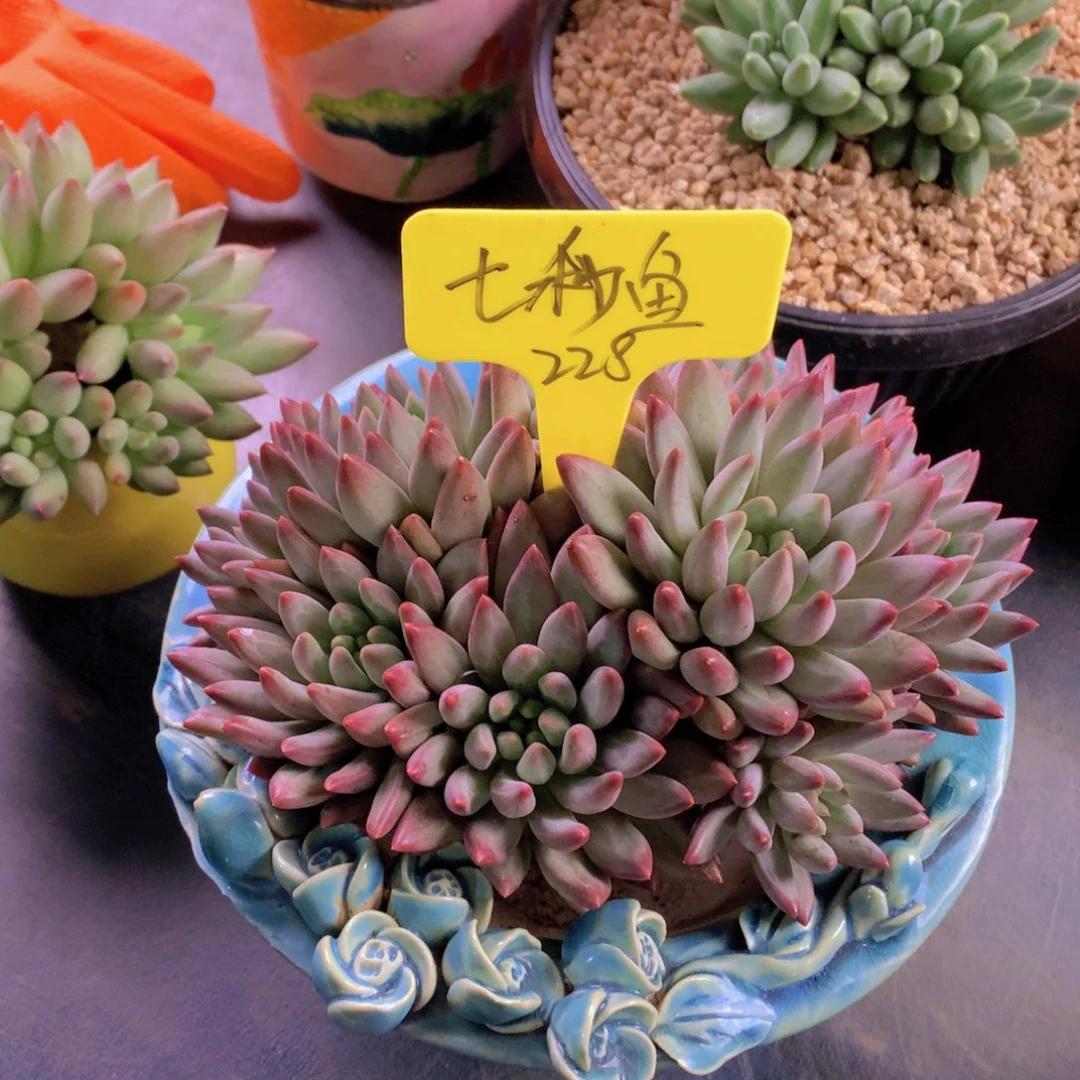 我家的小姐姐们都是我的小可爱们