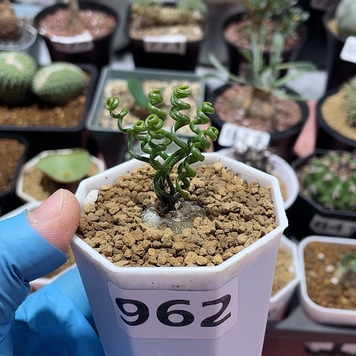 962钢丝弹簧草块根