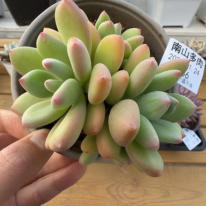 四头清新美人111124-186