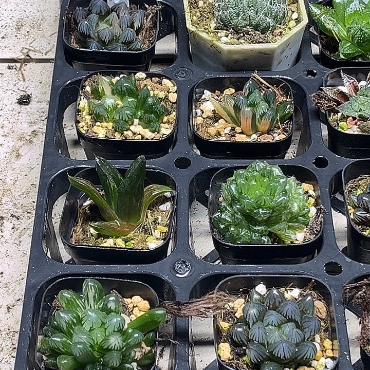 37 脱土发货8颗13.9包邮