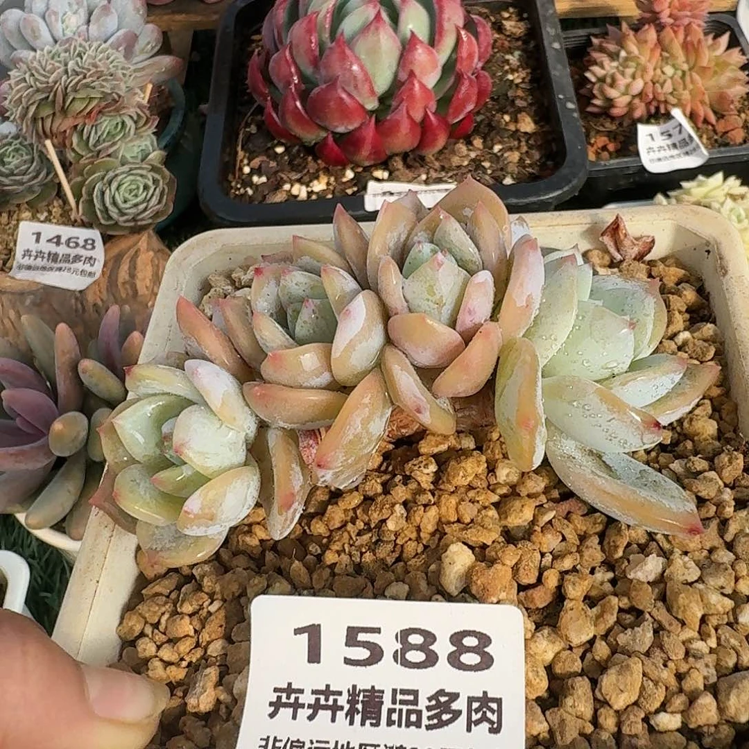 1588一物一拍（满28包邮）