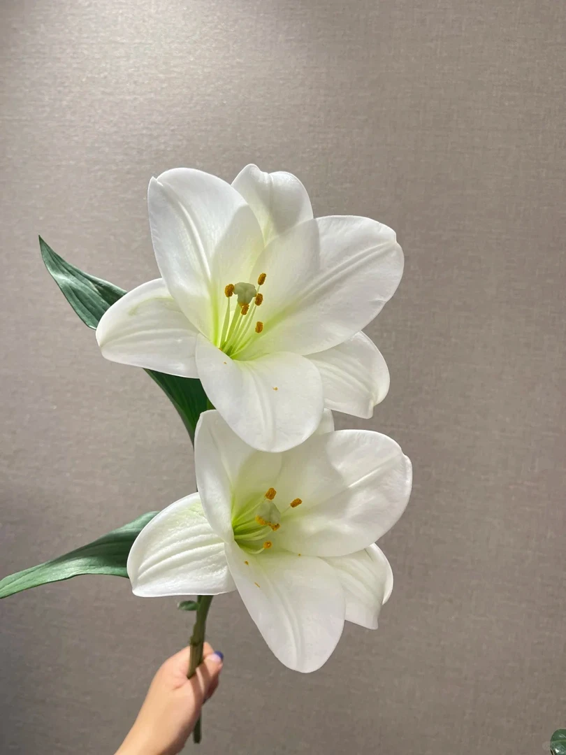 【白铁炮】香水百合 一单包邮 云南鲜花昆明基地现采现发