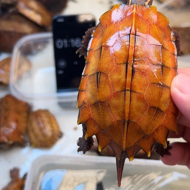 母宠物龟D****贝枫叶