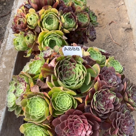 多肉植物花月夜捧花
