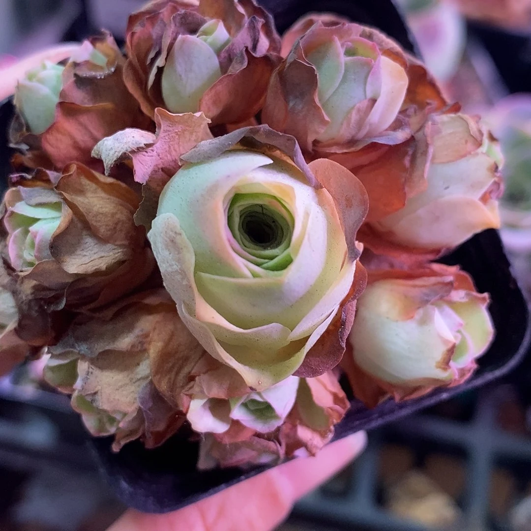 雨***山地玫瑰一物一拍730姝帕