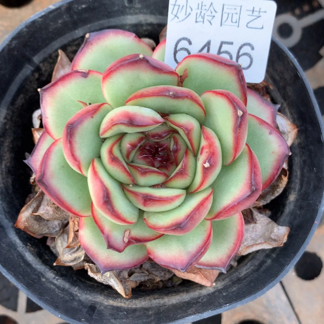 稻**…6456杂交精品基地7厘米