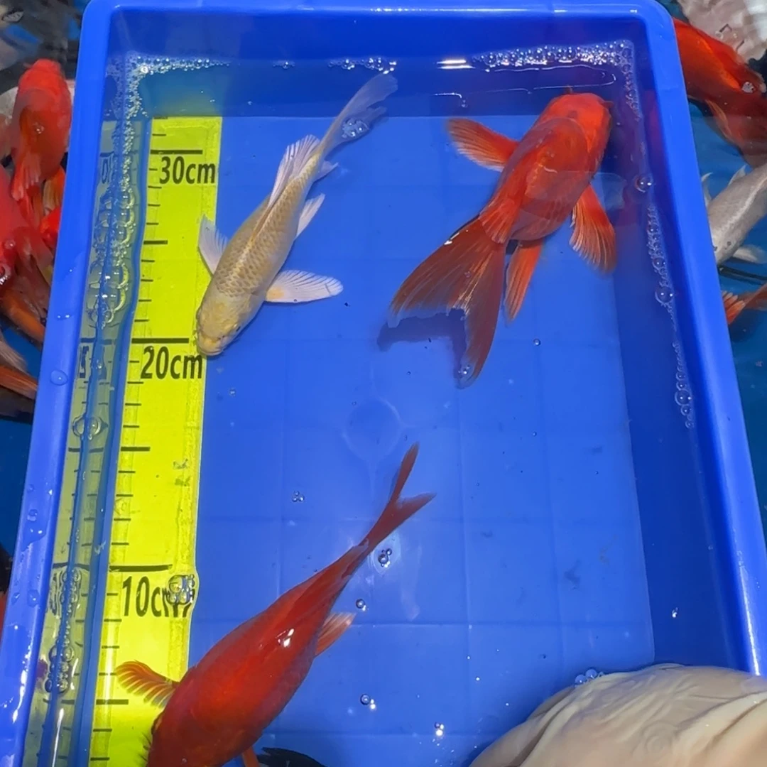 中国大陆蝴蝶鲤红色两条