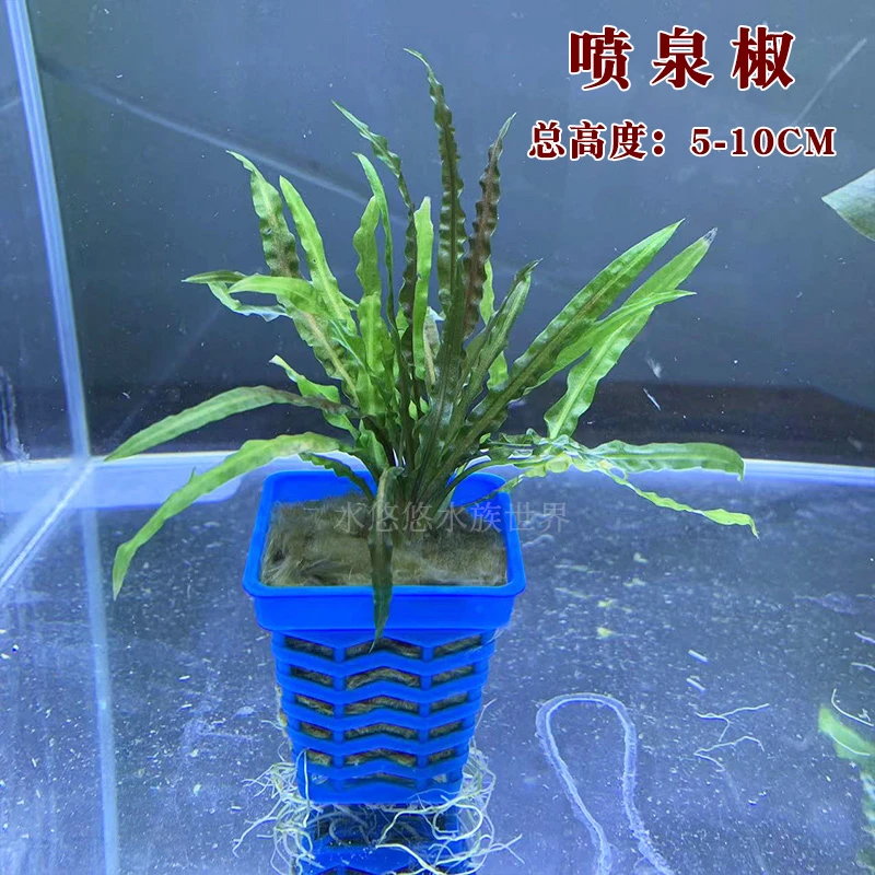 椒草系列水草活体植物中前景迷你椒草火烈鸟阴性水草鱼缸装饰造景