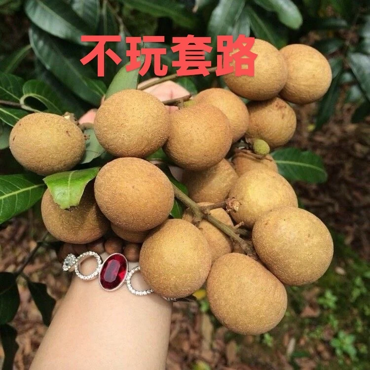 广东高州【储良龙眼】新鲜桂圆孕妇水果龙眼热带水果核小皮薄鲜果