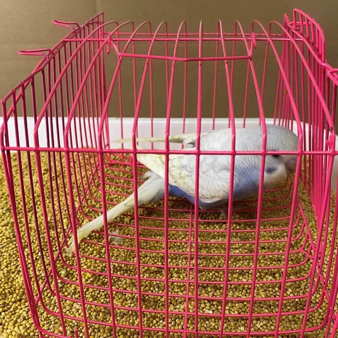 虎皮鹦鹉大头虎皮