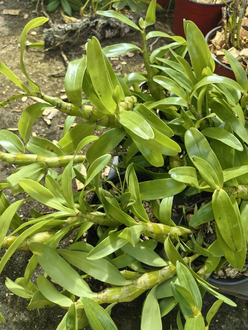 短棒石斛室内绿植兰花黄花浓香盆栽易成活兰花盆栽石斛兰盆栽