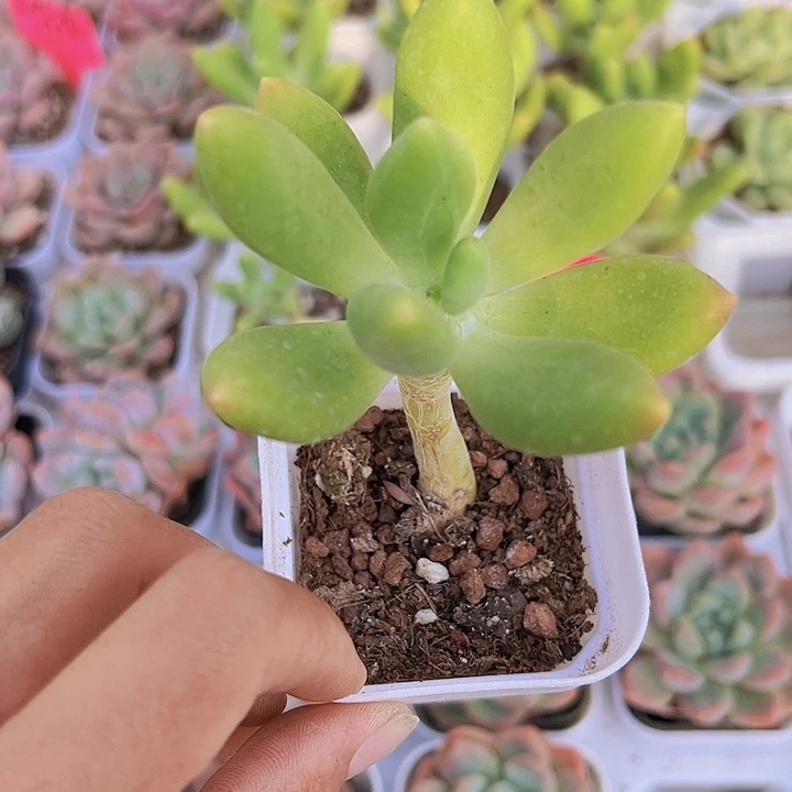 芒果奶多肉脱土19包邮