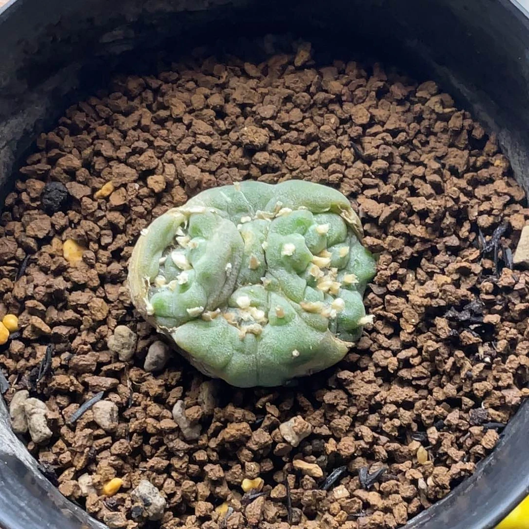 实生长毛海鲜变异