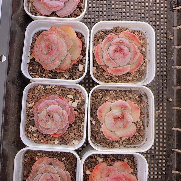 花时光精品多肉。       27