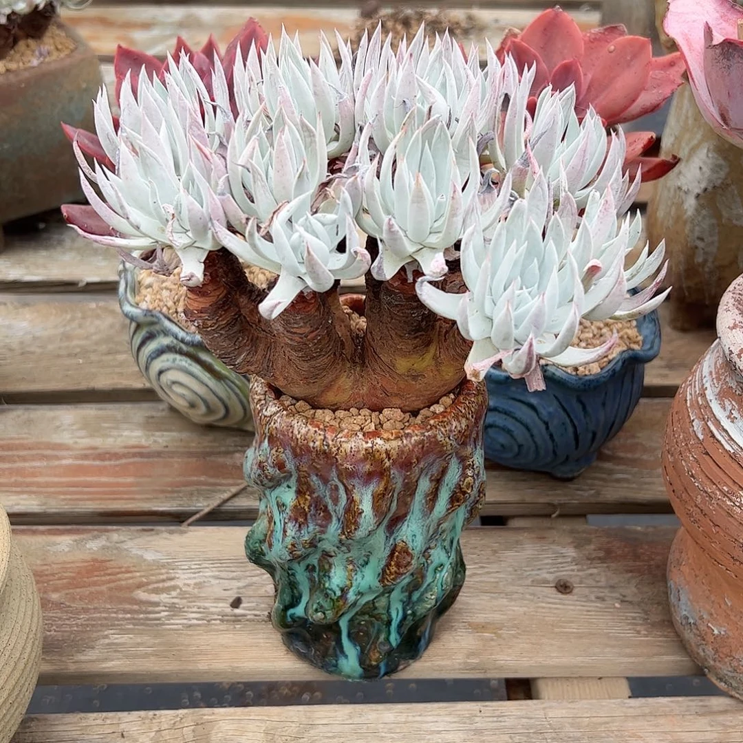 湫***鱼奴婢吉娜有伤28 零零多肉植物