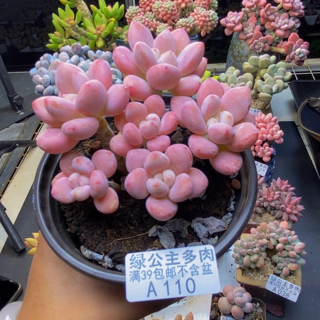 110樱花洛神多肉9c m