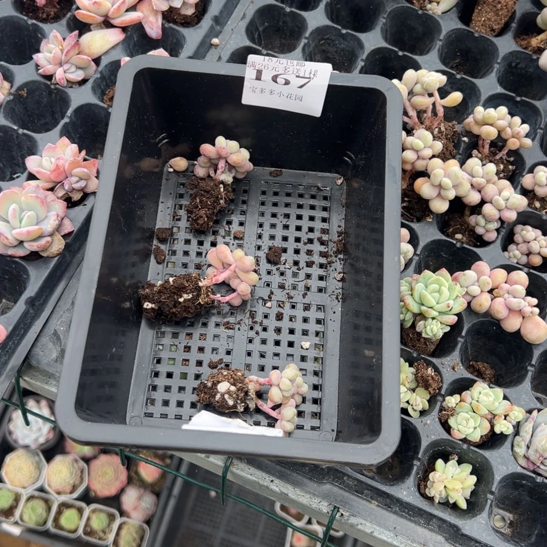 摩****167号桃蛋穴盘到手3颗 发货会轻微掉叶片