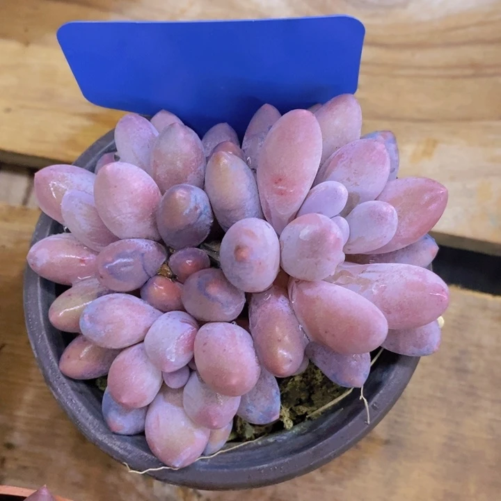 向**花开心多肉植物多肉