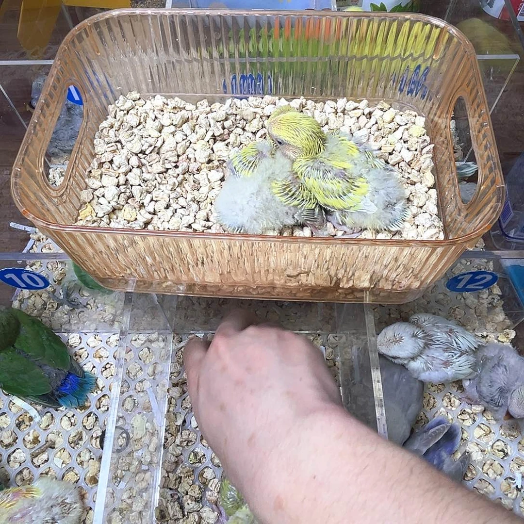 桃脸牡丹鹦鹉特价