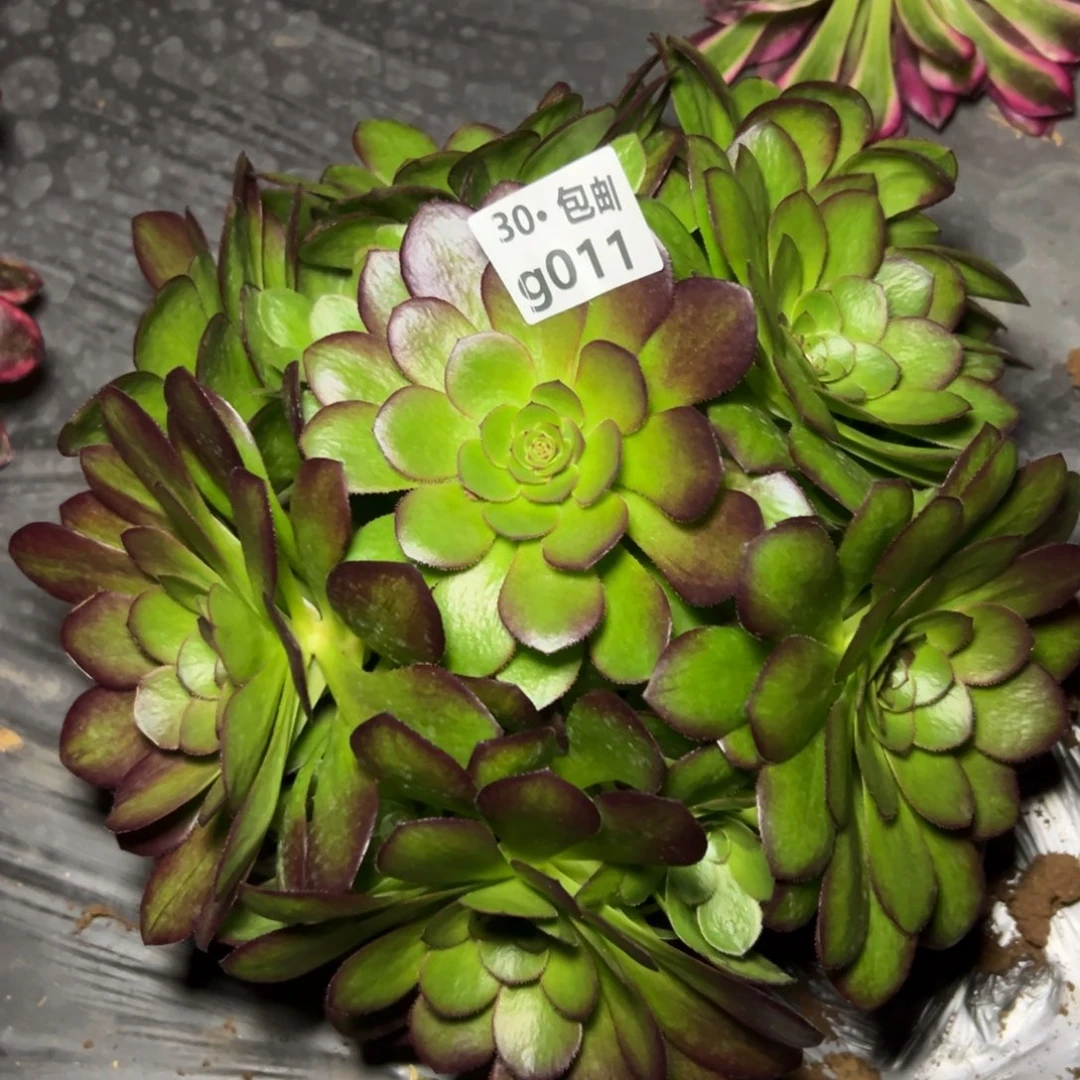 011沙拉碗多肉法师