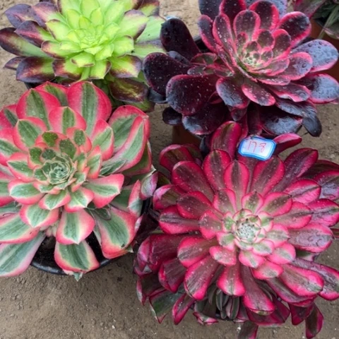 178多肉植物组合