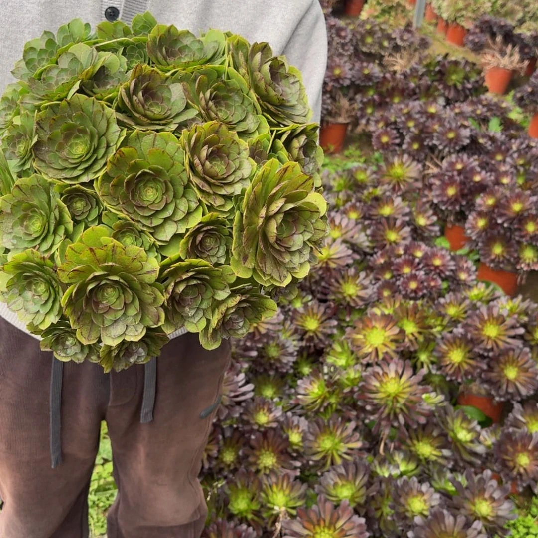 拉丝万圣节多肉植物15多肉