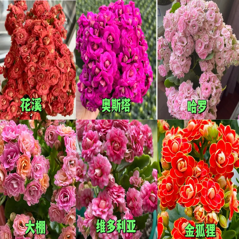 长寿小苗6颗6品种