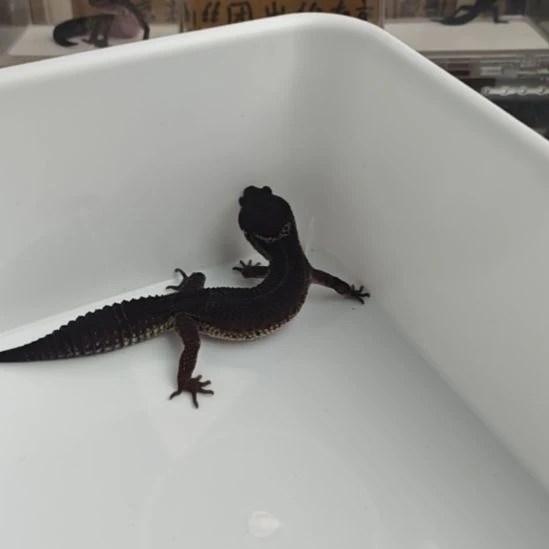 豹纹守宫豹纹守宫黑夜公