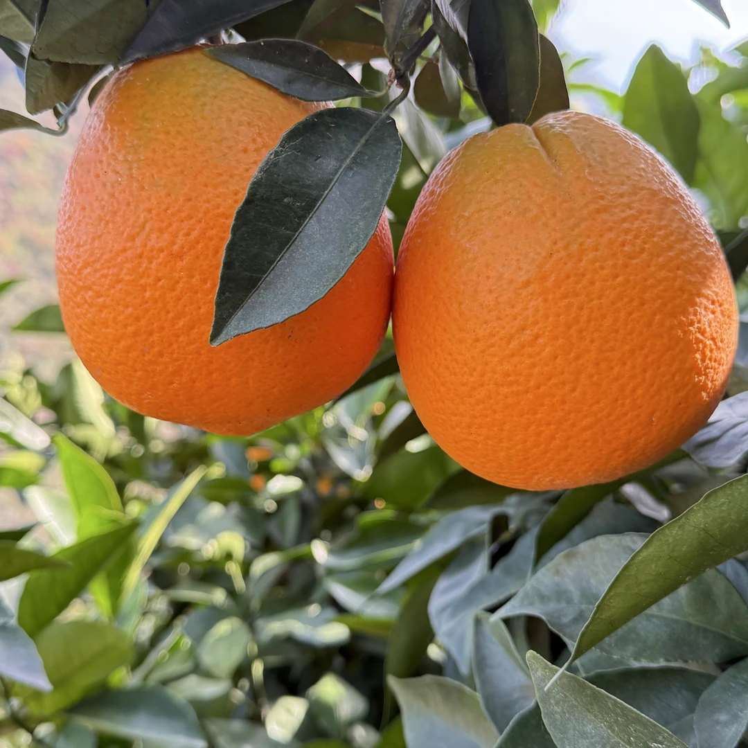 现摘现发 湖北纽荷尔高山脐橙
