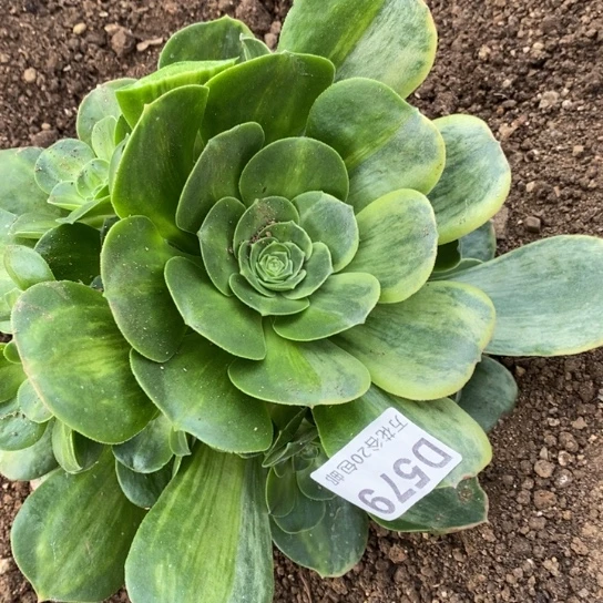 579玉龙观音阴阳多肉植物