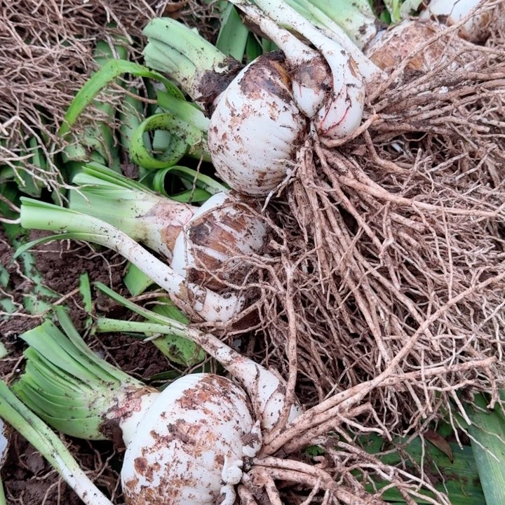 以实际为准阿戴尔10+开花球发发