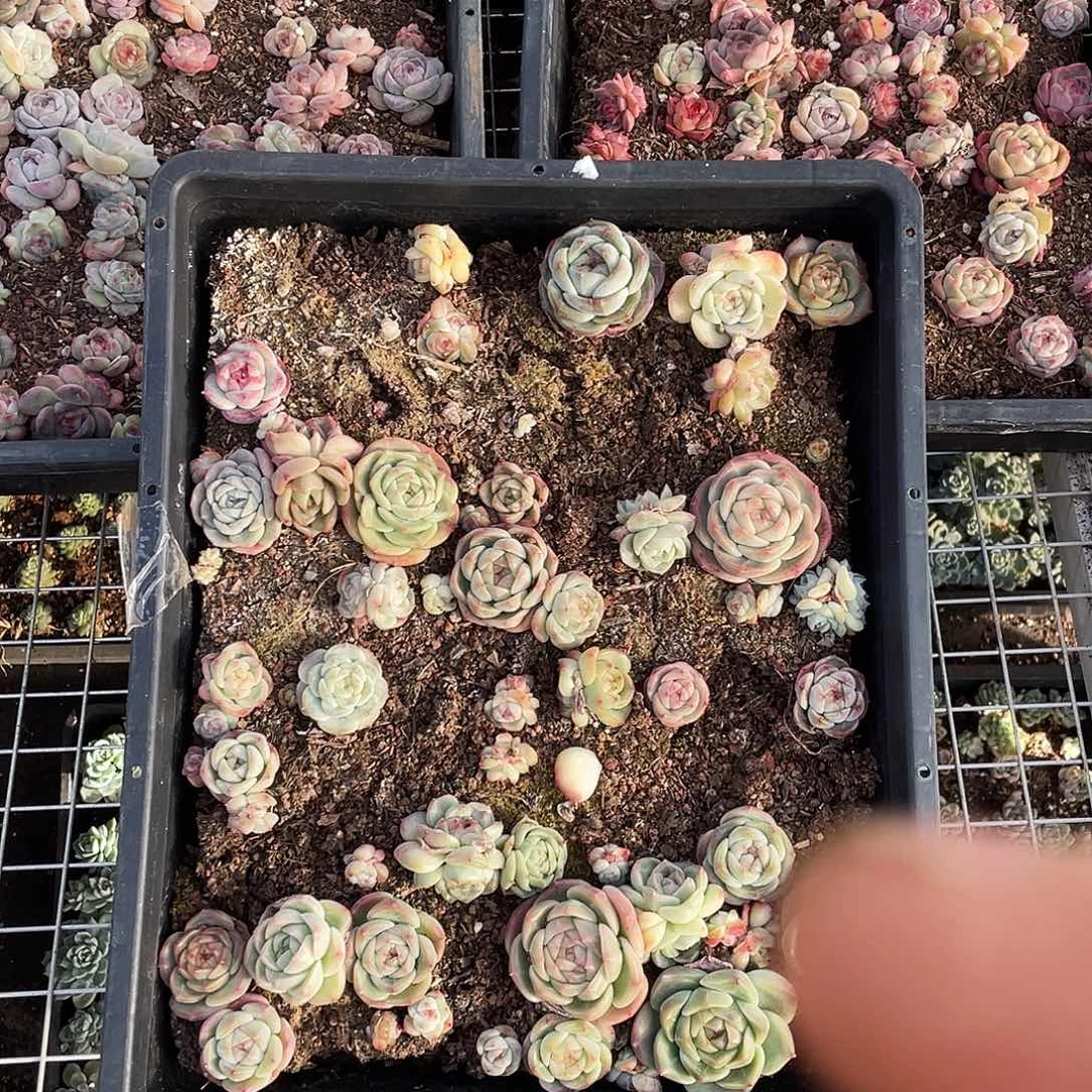 ****愿095。 定。