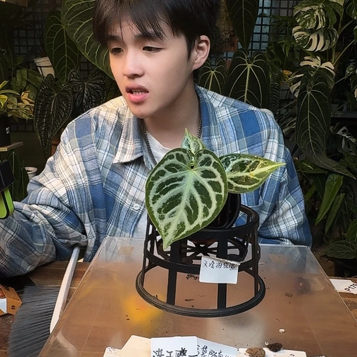 鱼***温不开花植物I107银虎杂铜锣烧