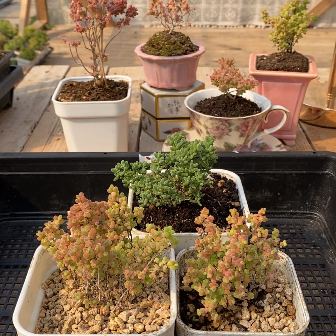 枝干蜜桔糖球来咯251