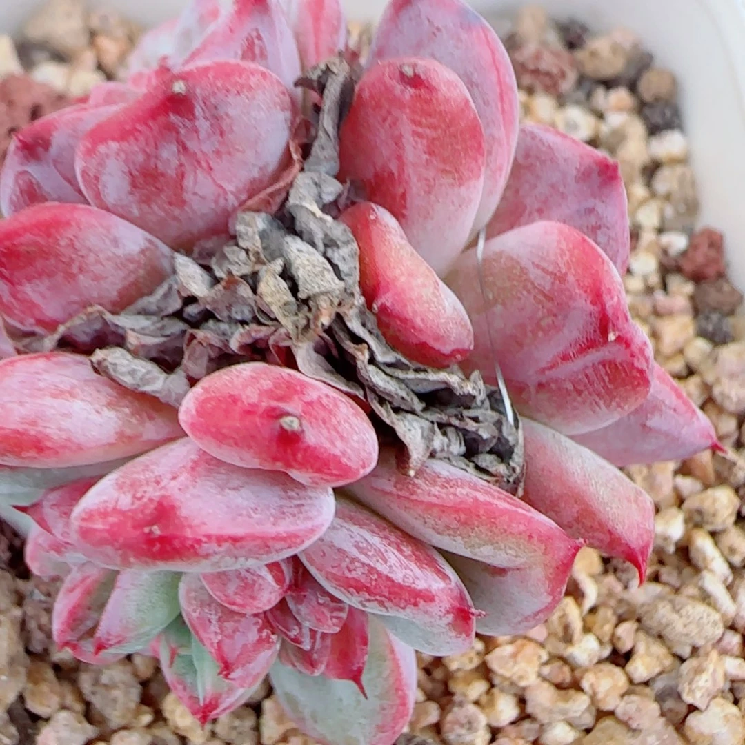 花语逸镜0927-78水仙玫瑰