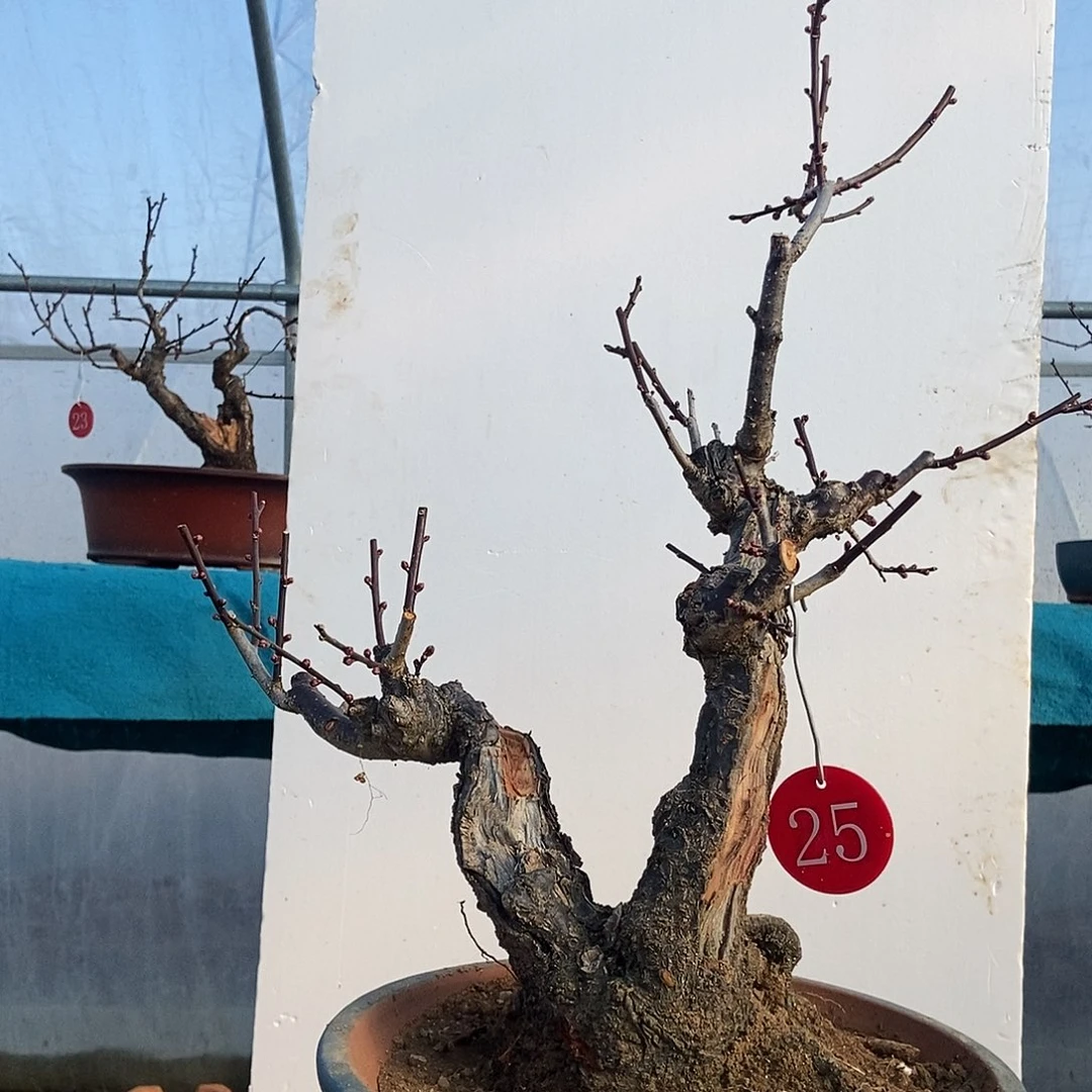 全部花苞20年野梅嫁接乌梅